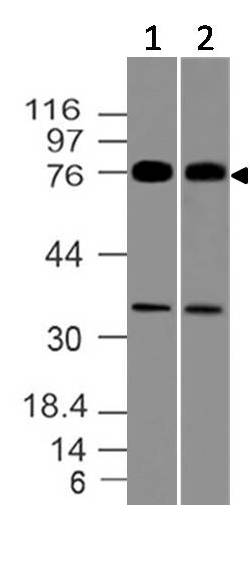 Fig-1: Expression analysis of MUM1. Anti-MUM1 antibody (11-7551) was used at 1 µg/ml on (1) Jurkat and (2) Ramos lysates.