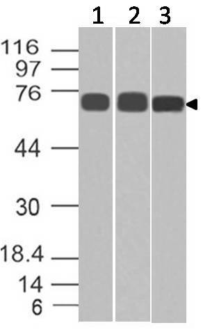 Polyclonal Antibody to Lamin A/C