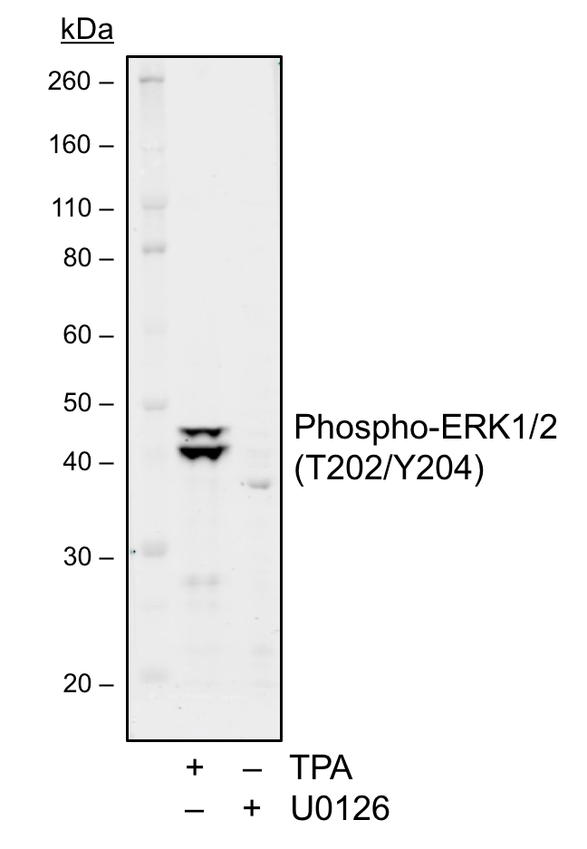 Fig-3: Western blot analysis of 293T cell extract treated with U0126  or TPA using Phospho-ERK1/2 (Thr202/Tyr204) antibody ERK12T202Y204-A11 at 0.1 µg/mL.
