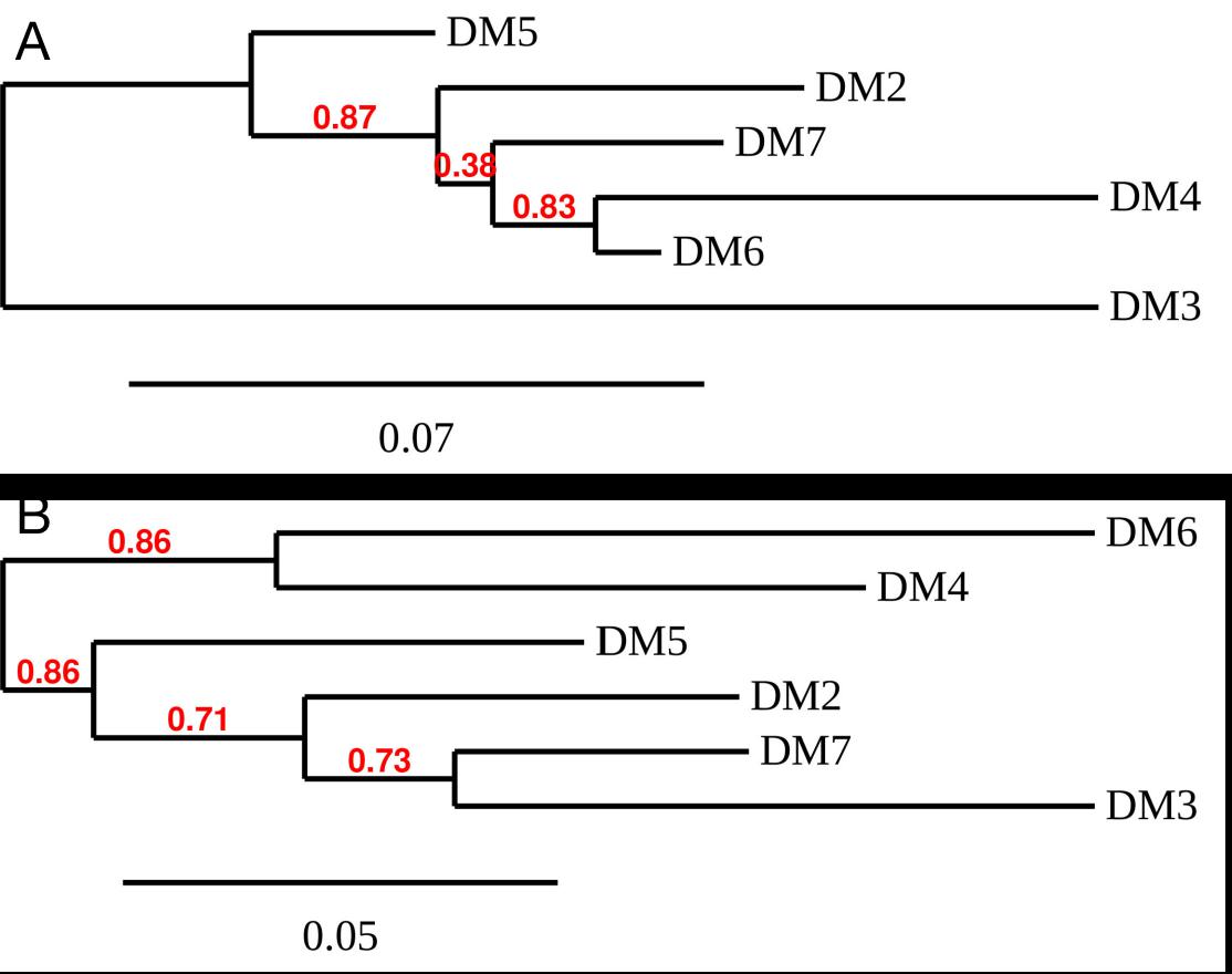 Figure 3. Phylogenetic analysis of different Anti-BCMA  clones. A) heavy chain and B) Light chain.