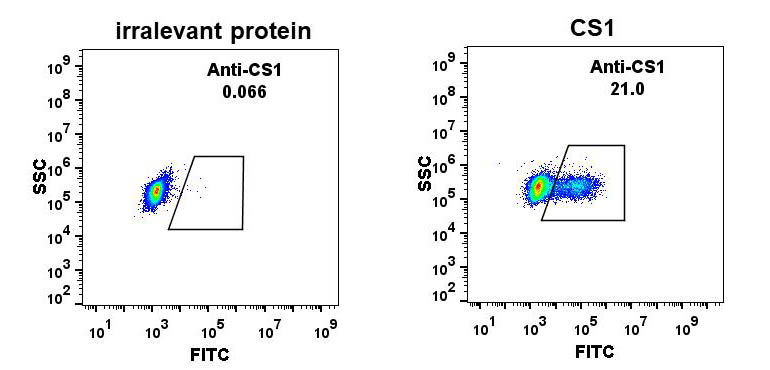 Anti-CS1 antibody(DM10), Rabbit mAb