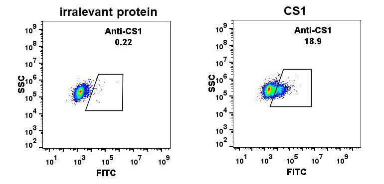 Figure 1. Expi 293 cell line transfected with irrelevant protein (left) and human CS1 (right) were surface stained with Rabbit anti-CS1monoclonal antibody 15µg/ml (clone: DM11) followed by Alexa 488-conjugated anti-rabbit IgG secondary antibody.