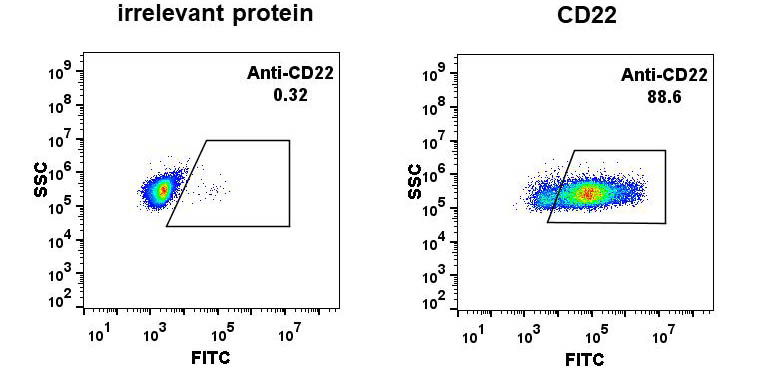 Figure 1. Expi 293 cell line transfected with irrelevant protein (left) and human CD22 (right) were surface stained with Rabbit anti- CD22 monoclonal antibody 1µg/ml (clone: DM13) followed by Alexa 488-conjugated anti-rabbit IgG secondary antibody.