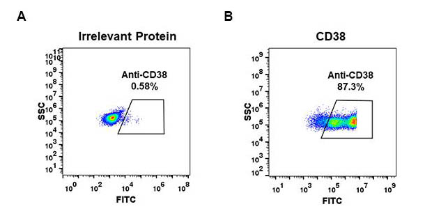 Anti-CD38 antibody(DM28), Rabbit mAb
