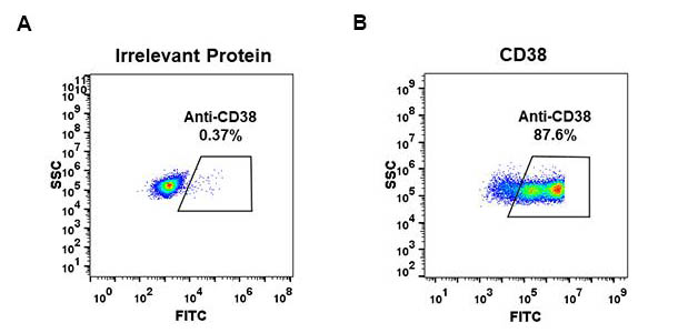 Figure 1. Expi 293 cell line transfected with irrelevant protein (left) and human CD38 (right) were surface stained with Rabbit anti-CD38 monoclonal antibody 1µg/ml (clone: DM29) followed by Alexa 488-conjugated anti-rabbit IgG secondary antibody.