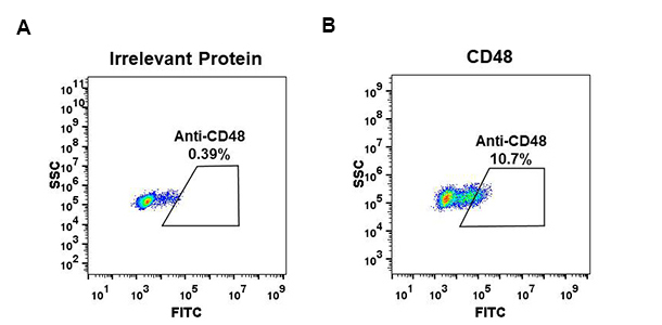 Figure 1. Expi 293 cell line transfected with irrelevant protein (left) and human CD48 (right) were surface stained with Rabbit anti-CD48 monoclonal antibody 1µg/ml (clone: DM44) followed by Alexa 488-conjugated anti-rabbit IgG secondary antibody.