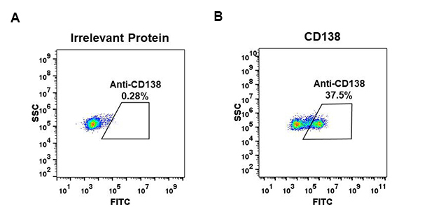 Anti-CD138 antibody(DM45), Rabbit mAb