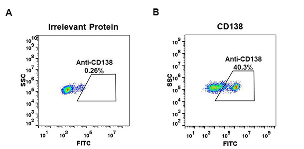 Anti-CD138 antibody(DM46), Rabbit mAb