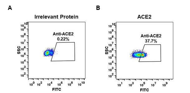 Figure 1. Expi 293 cell line transfected with irrelevant protein (left) and human ACE2 (right) were surface stained with Rabbit anti-ACE2 monoclonal antibody 1µg/ml (clone: DM47) followed by Alexa 488-conjugated anti-rabbit IgG secondary antibody.