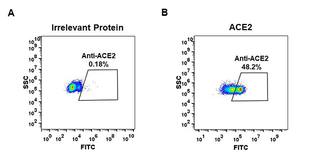 Figure 1. Expi 293 cell line transfected with irrelevant protein (left) and human ACE2 (right) were surface stained with Rabbit anti-ACE2 monoclonal antibody 1µg/ml (clone: DM48) followed by Alexa 488-conjugated anti-rabbit IgG secondary antibody.