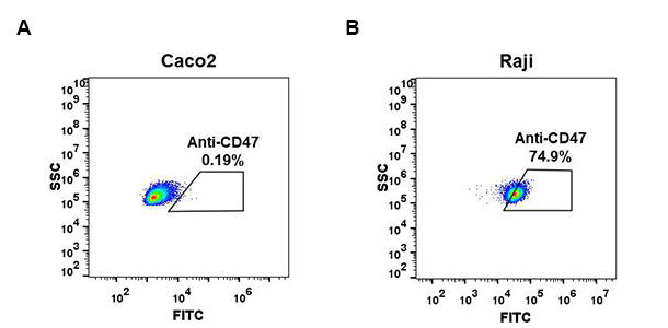Anti-CD47 antibody(DM49), Rabbit mAb