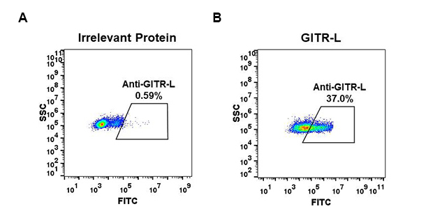 Figure 1. Expi 293 cell line transfected with irrelevant protein (A) and human GITR-L (B) were surface stained with Rabbit anti-GITR-L monoclonal antibody 15µg/ml (clone: DM52) followed by Alexa 488-conjugated anti-rabbit IgG secondary antibody.