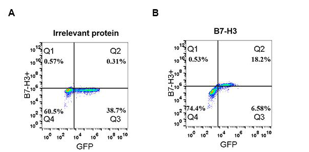 Figure 2. Expi 293 cell line transfected with irrelevant protein (A) and human B7-H3 (B) were surface stained with Rabbit anti-B7-H3 monoclonal antibody 1µg/ml (clone: DM53) followed by Alexa 488-conjugated anti-rabbit IgG secondary antibody.
