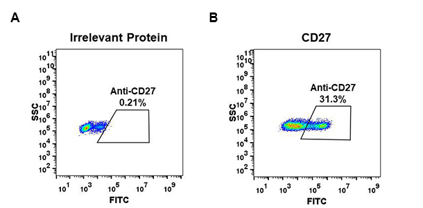 Anti-CD27 antibody(DM58), Rabbit mAb