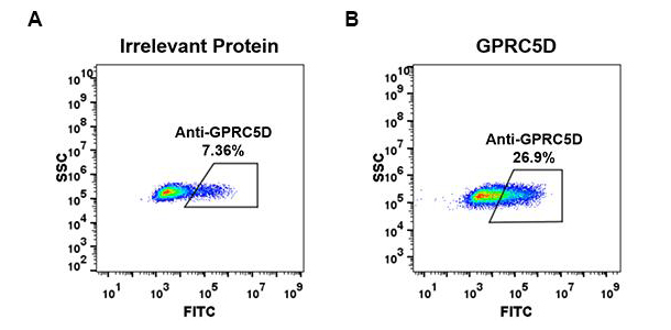 Anti-GPRC5D antibody(DM60), Rabbit mAb