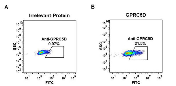 Figure 2. Expi 293 cell line transfected with irrelevant protein (A) and human GPRC5D (B) were surface stained with Rabbit anti-GPRC5D monoclonal antibody 15µg/ml (clone: DM61) followed by Alexa 488-conjugated anti-rabbit IgG secondary antibody.
