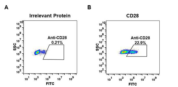 Anti-CD28 antibody(DM63), Rabbit mAb