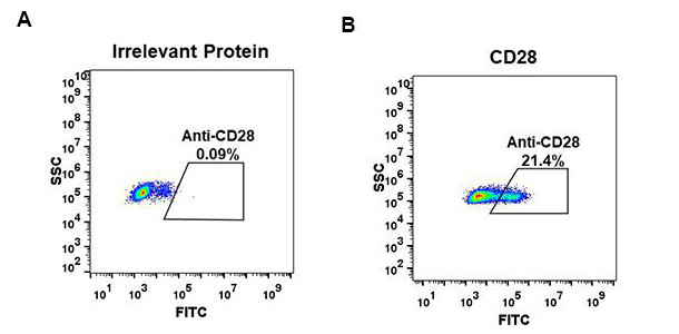 Figure 2. Expi 293 cell line transfected with irrelevant protein (A) and human CD28 (B) were surface stained with Rabbit anti-CD28 monoclonal antibody 1µg/ml (clone: DM64) followed by Alexa 488-conjugated anti-rabbit IgG secondary antibody.