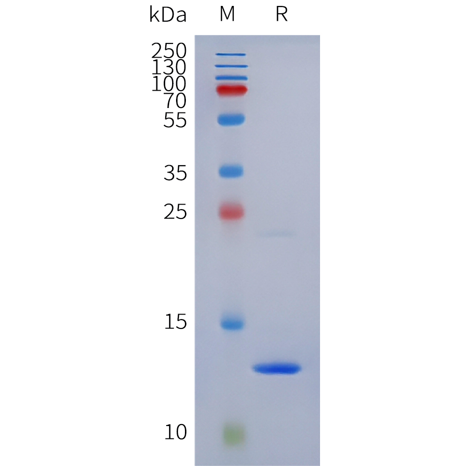 Anti-G protein Nanobody (Nb35 scFv), His Tag Anti-G protein Nanobody (Nb35 scFv), His Tag