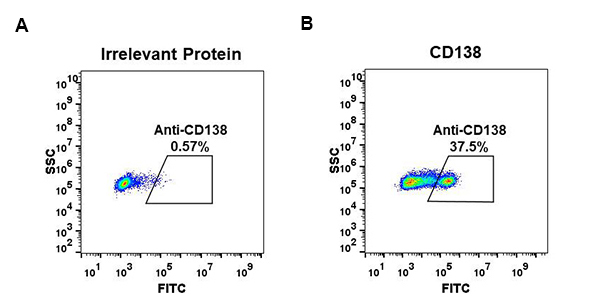 Figure 1. Expi 293 cell line transfected with irrelevant protein (A) and human CD138 (B) were surface stained with Rabbit anti-CD138 monoclonal antibody 1µg/ml (clone: DM56) followed by Alexa 488-conjugated anti-rabbit IgG secondary antibody.