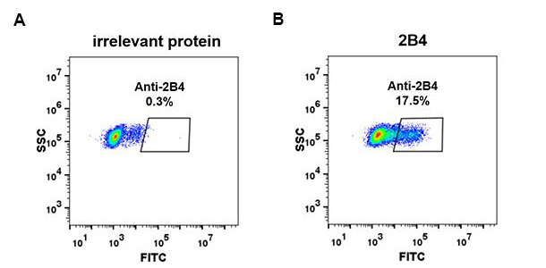 Figure 2. Expi 293 cell line transfected with irrelevant protein (A) and human 2B4 (B) were surface stained with Rabbit anti-2B4 monoclonal antibody 1µg/ml (clone: DM69) followed by Alexa 488-conjugated anti-rabbit IgG secondary antibody.