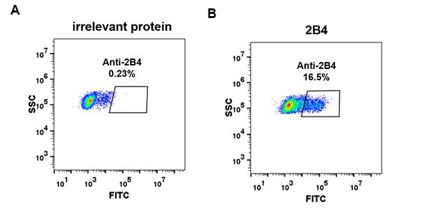 Anti-2B4 antibody(DM70), Rabbit mAb