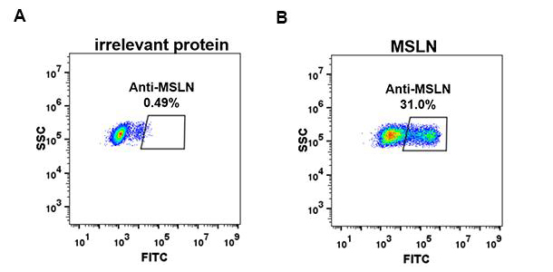 Anti-MSLN antibody(DM71), Rabbit mAb