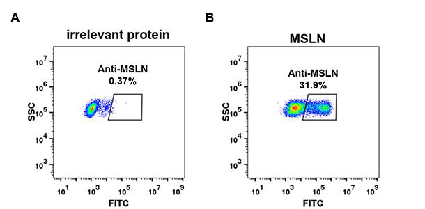 Anti-MSLN antibody(DM72), Rabbit mAb