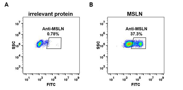 Anti-MSLN antibody(DM73), Rabbit mAb