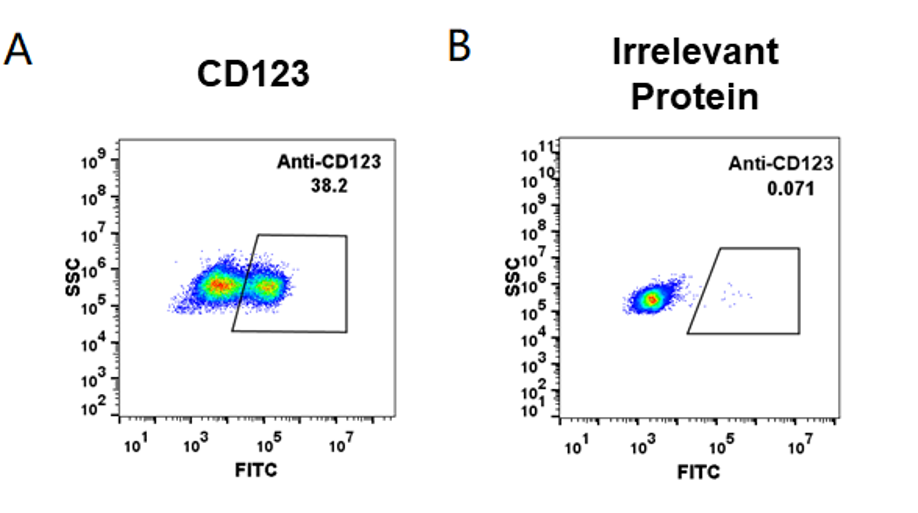 Figure 2. HEK293 cell line transfected with irrelevant protein (B) and human CD123(A) were surface stained with anti-CD123 neutralizing antibody 1μg/ml (talacotuzumab) followed by Alexa 488-conjugated anti-rabbit IgG secondary antibody.