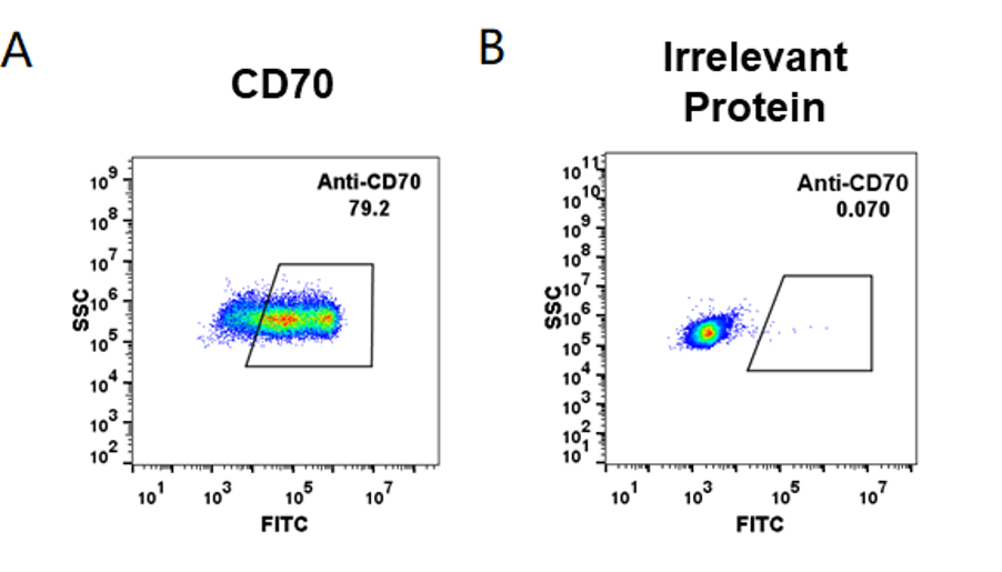 Figure-2: HEK293 cell line transfected with irrelevant protein (B) and human CD70(A) were surface stained with anti-CD70 neutralizing antibody 1μg/ml (vorsetuzumab) followed by Alexa 488-conjugated anti-rabbit IgG secondary antibody.