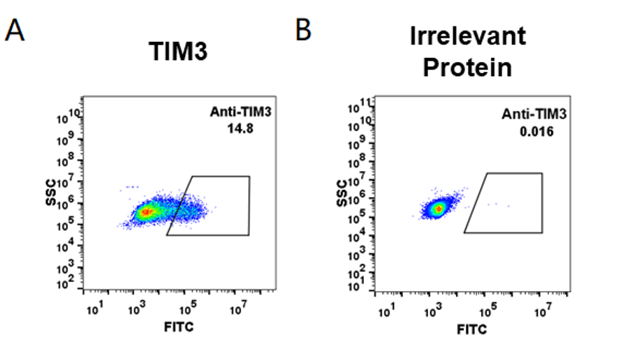 Figure-2: HEK293 cell line transfected with irrelevant protein (B) and human TIM3(A) were surface stained with anti-TIM3 neutralizing antibody 1μg/ml (cobolimab) followed by Alexa 488-conjugated anti-rabbit IgG secondary antibody.