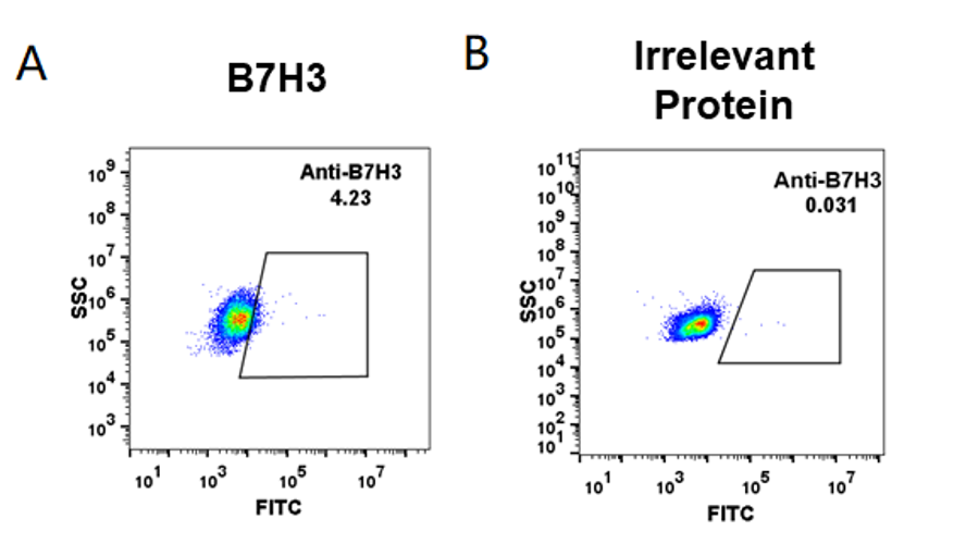 Anti-B7-H3 Antibody (enoblituzumab biosimilar) (MGA271)