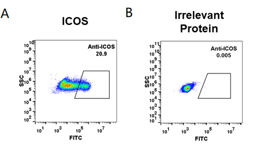 Figure-2: HEK293 cell line transfected with irrelevant protein (B) and human ICOS(A) were surface stained with anti-ICOS neutralizing antibody 1μg/ml (vopratelimab) followed by Alexa 488-conjugated anti-rabbit IgG secondary antibody.