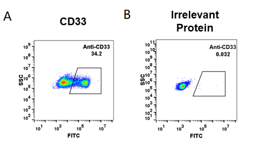 Anti-CD33 Antibody (gemtuzumab ozogamicin biosimilar) (CDP-771)