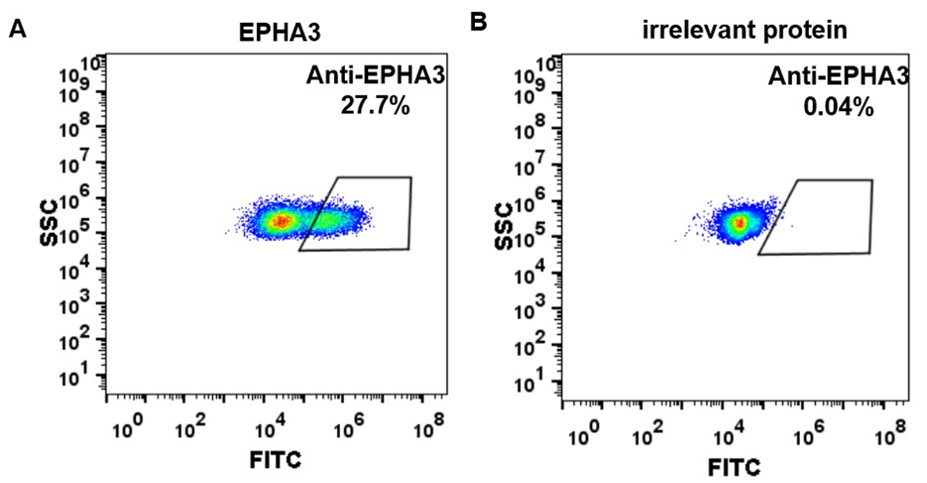 Anti-EPHA3 Antibody (ifabotuzumab biosimilar) (KB004)