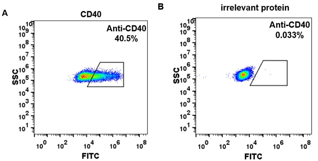 Anti-CD40 Antibody (iscalimab biosimilar)(CFZ-533)