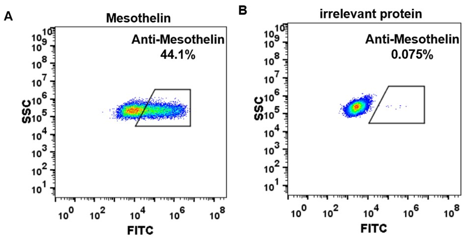 Anti-Mesothelin Antibody (amatuximab biosimilar) (MORAb-009)