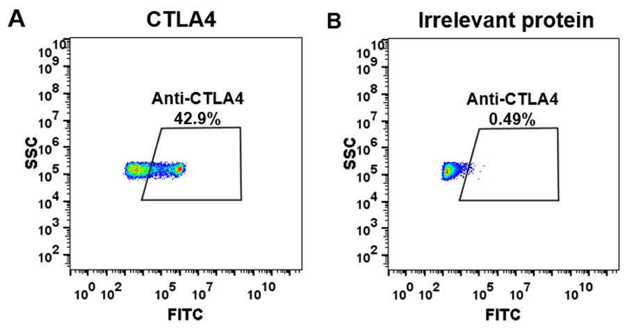 Figure-3: HEK293 cell line transfected with irrelevant protein (B) and human CTLA4 (A) were surface stained with anti-CTLA4 neutralizing antibody 1μg/ml (ipilimumab) followed by Alexa 488-conjugated anti-human IgG secondary antibody.