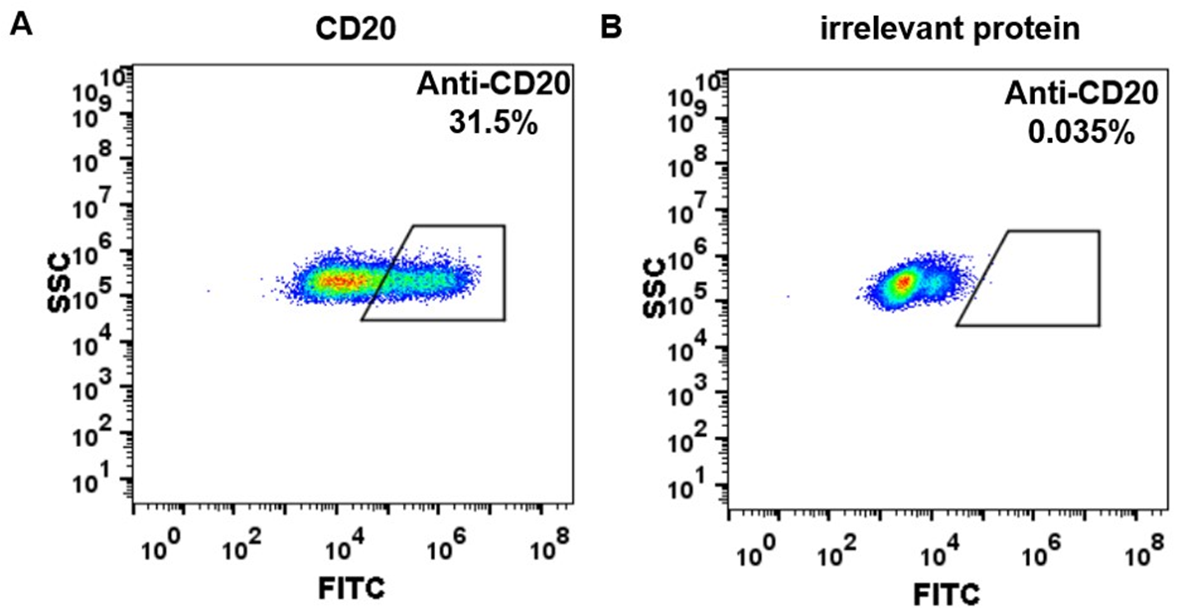 Anti-CD20 (rituximab biosimilar) (MS4A1)