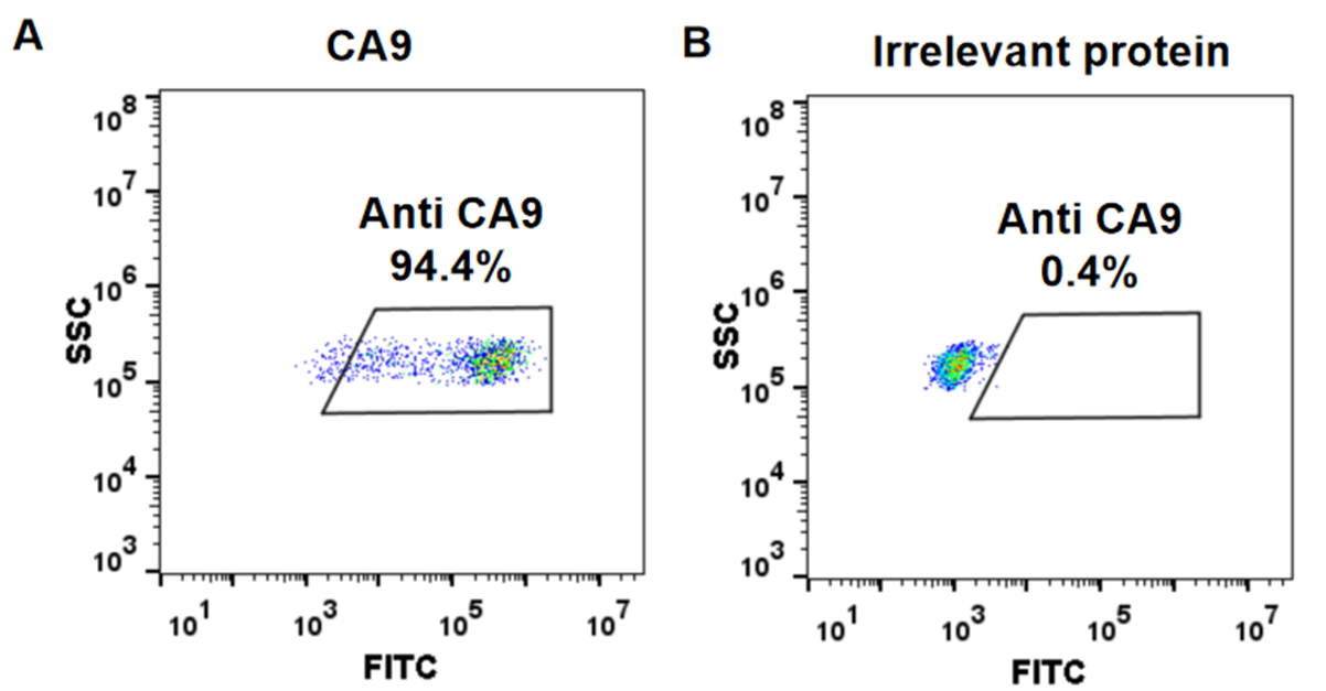 Anti-CA9 Antibody (girentuximab biosimilar) (WX-G250)