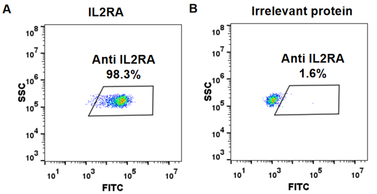 Figure-2: HEK293 cell line transfected with irrelevant protein (B) and human IL2RA(A) were surface stained with Anti-IL2RA mAb 1 μg/ml  (basiliximab) followed by Alexa 488-conjugated anti-human IgG secondary antibody.