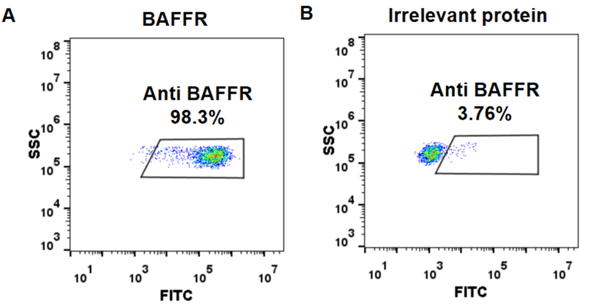 Anti-BAFFR Antibody (ianalumab biosimilar) (VAY-736)