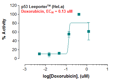 p53 Leeporter™ Luciferase Reporter-HeLa Cell Line