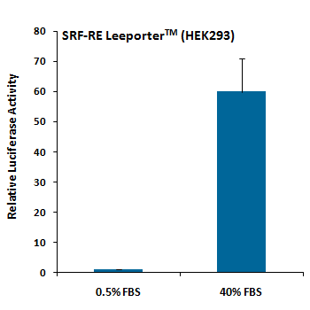 SRF-RE Leeporter™ Luciferase Reporter-HEK293 Cell Line