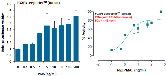 FOXP3 Leeporter™ Luciferase Reporter-Jurkat Cell Line