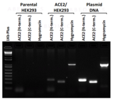 ACE2/HEK293 Stable Cell Line