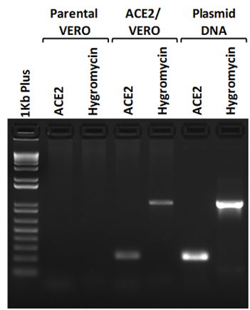 ACE2/VERO Stable Cell Line