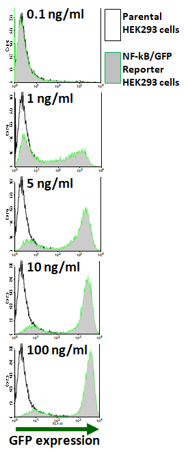 Fig-2: Induction of NF-kB activity by TNF-alpha in NF-kB Leeporter™ GFP reporter–HEK293 cells was analyzed by flow cytometry. TNF-alpha was treated at 0.1, 1, 5, 10 and 100 ng/ml as noted. Parental HEK293 cells (Black line, empty); NF-kB/GFP Reporter HEK293 cells (Green line, grey-filled).