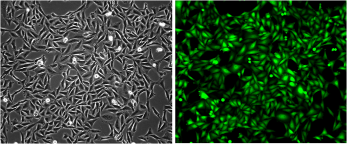 Fig-1:  Analysis of the GFP/CHO-K1 stable cell line through fluorescence microscopy. Bright-field image (Left); Fluorescence image (Right).